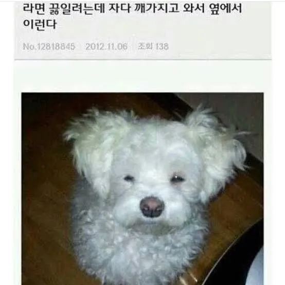 말티즈짤