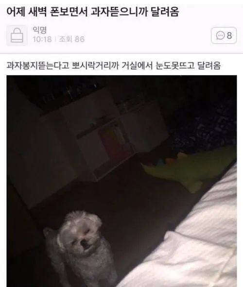 말티즈짤2
