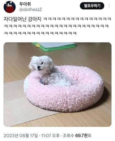말티즈짤3