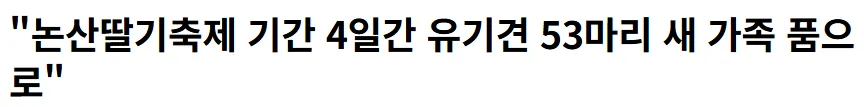딸기축제 4일간 유기견 53마리 새 가족 품으로