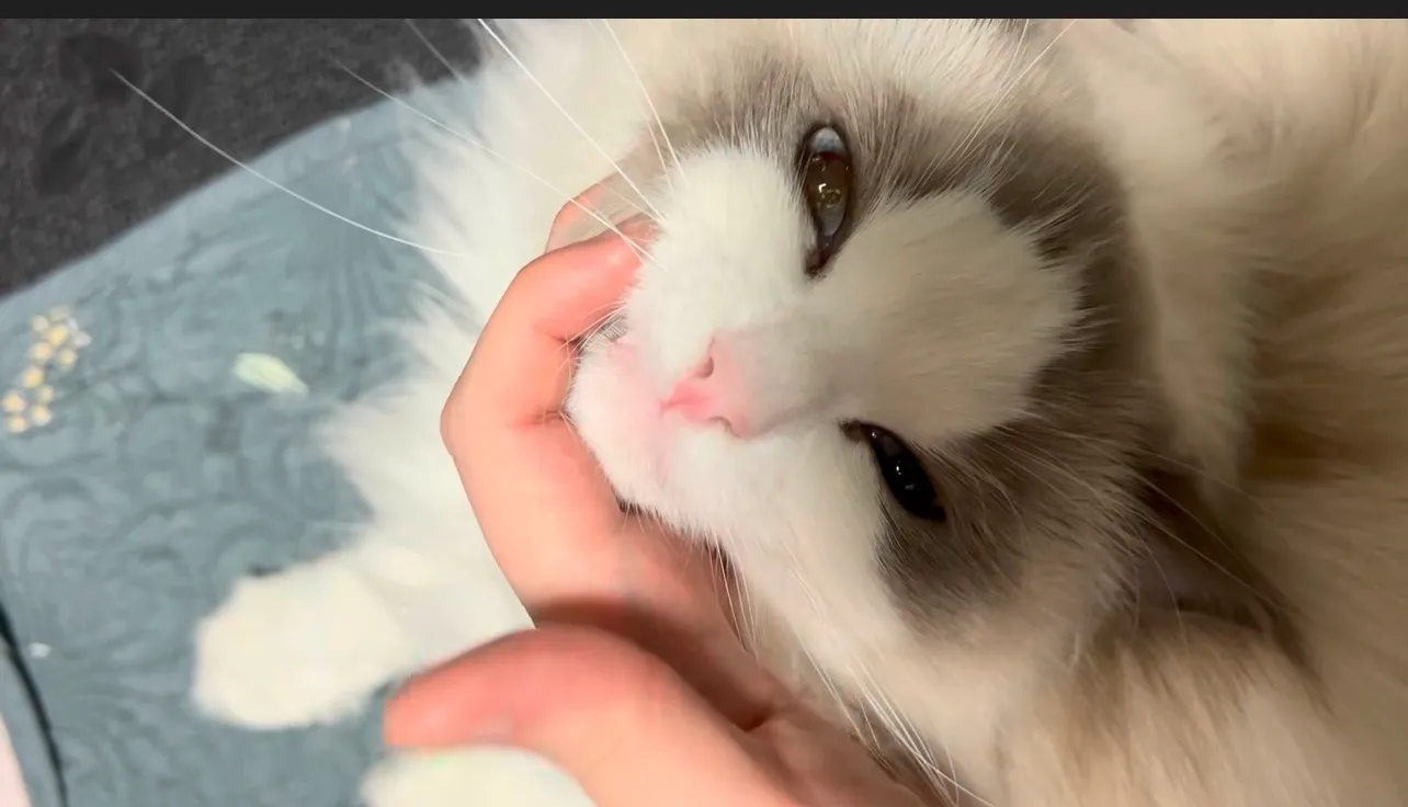 본가왔는데