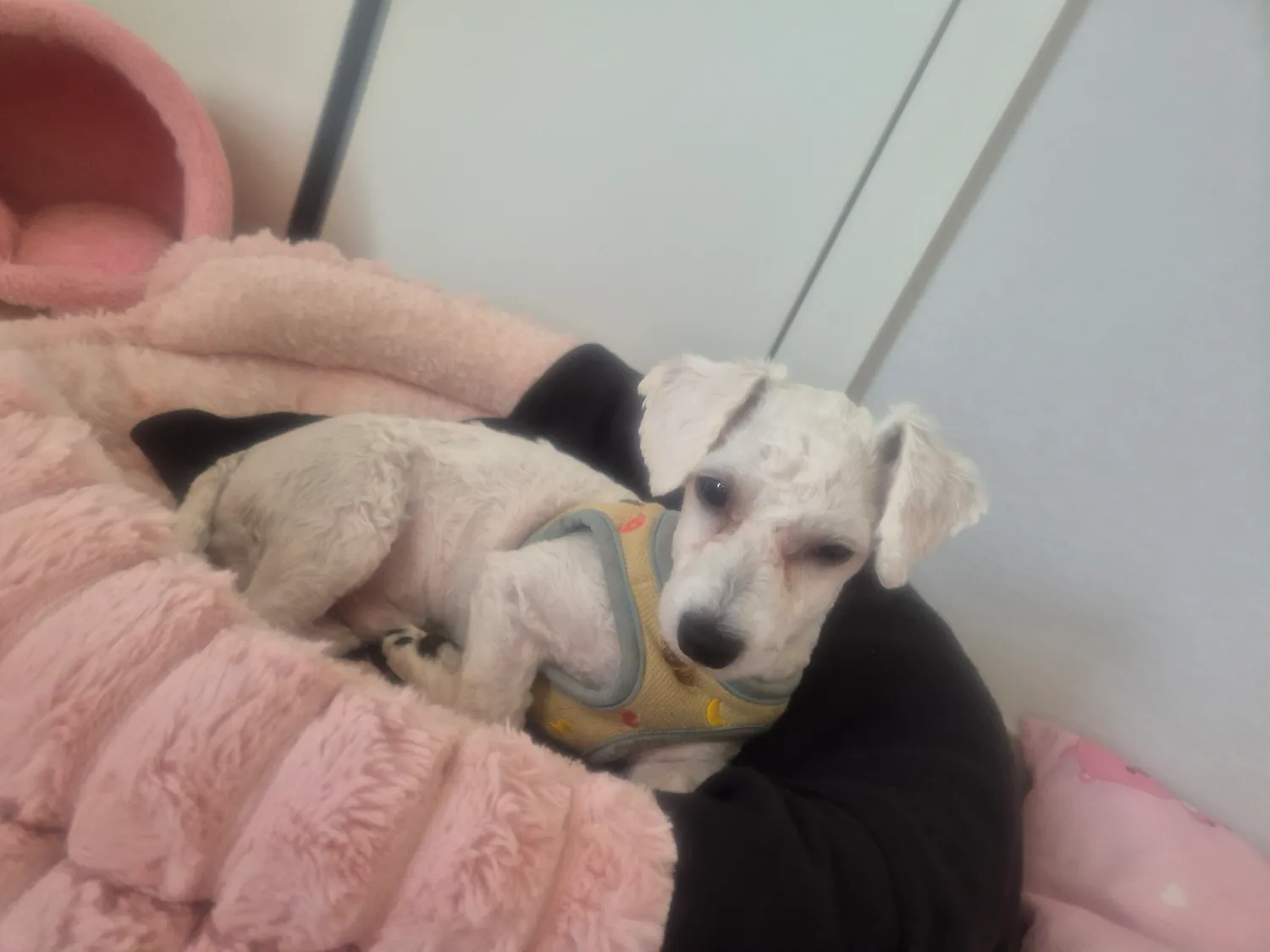 우리개 비숑인데 똥이 왜자꾸커지지