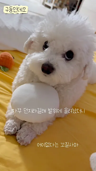우리 흰동이도 구둥이처럼 이뻐지는건 불가능?..3