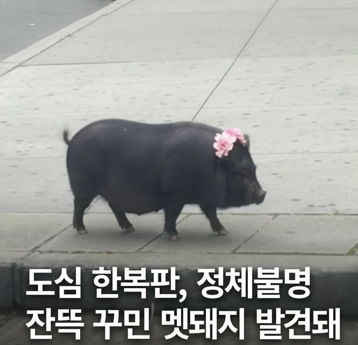 꼬막비빔밥 먹었는데