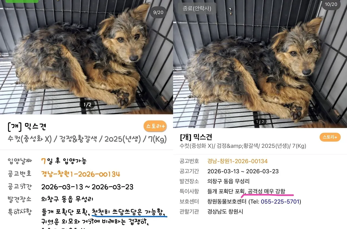127마리 안락사 시켜버린 창원시보호소2