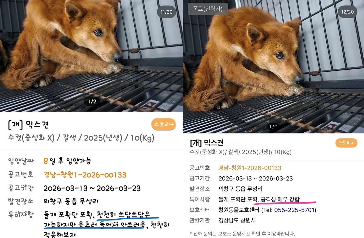 127마리 안락사 시켜버린 창원시보호소3