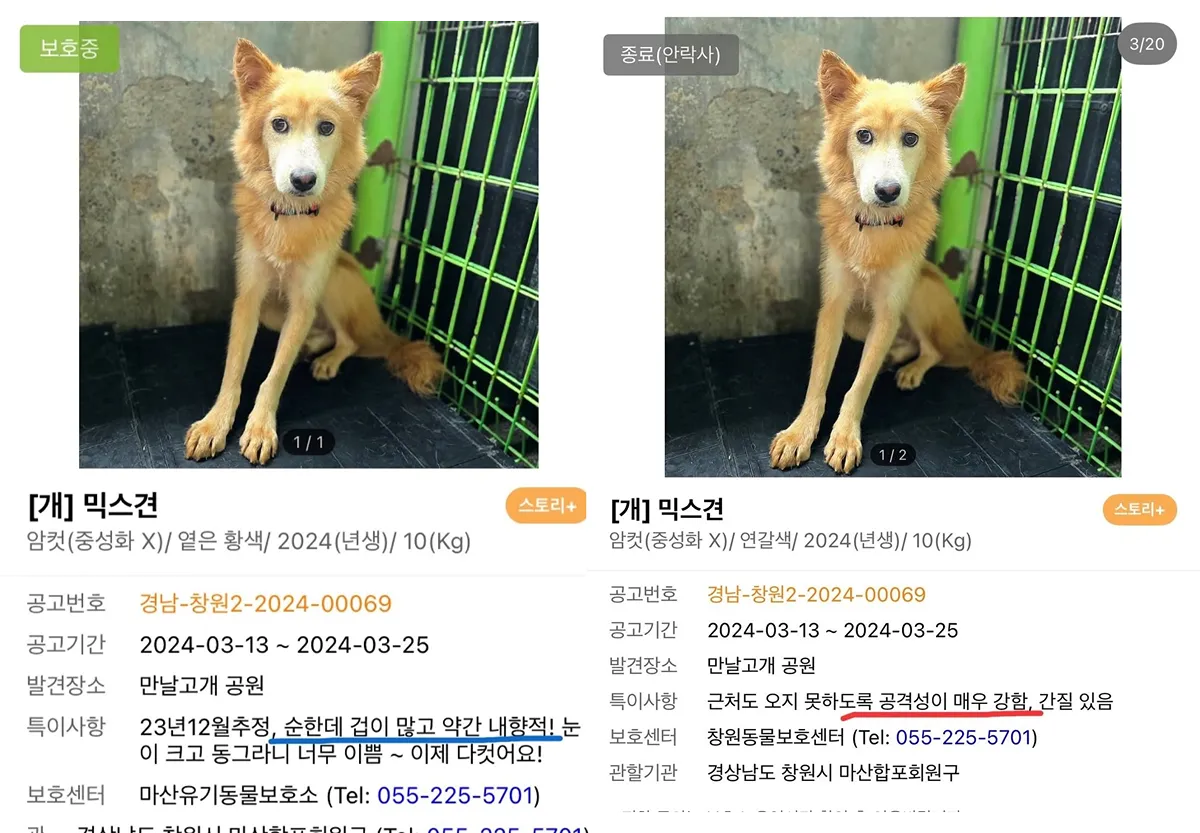 127마리 안락사 시켜버린 창원시보호소4