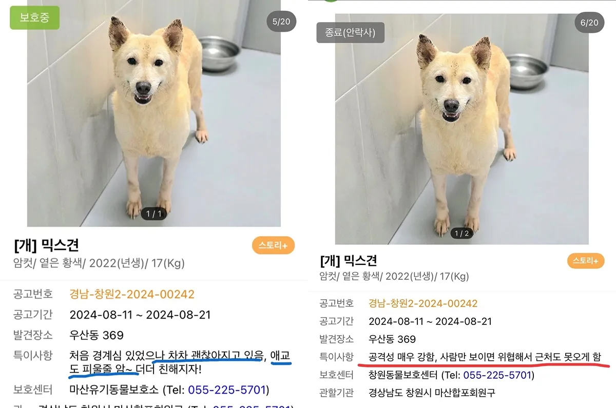 127마리 안락사 시켜버린 창원시보호소5