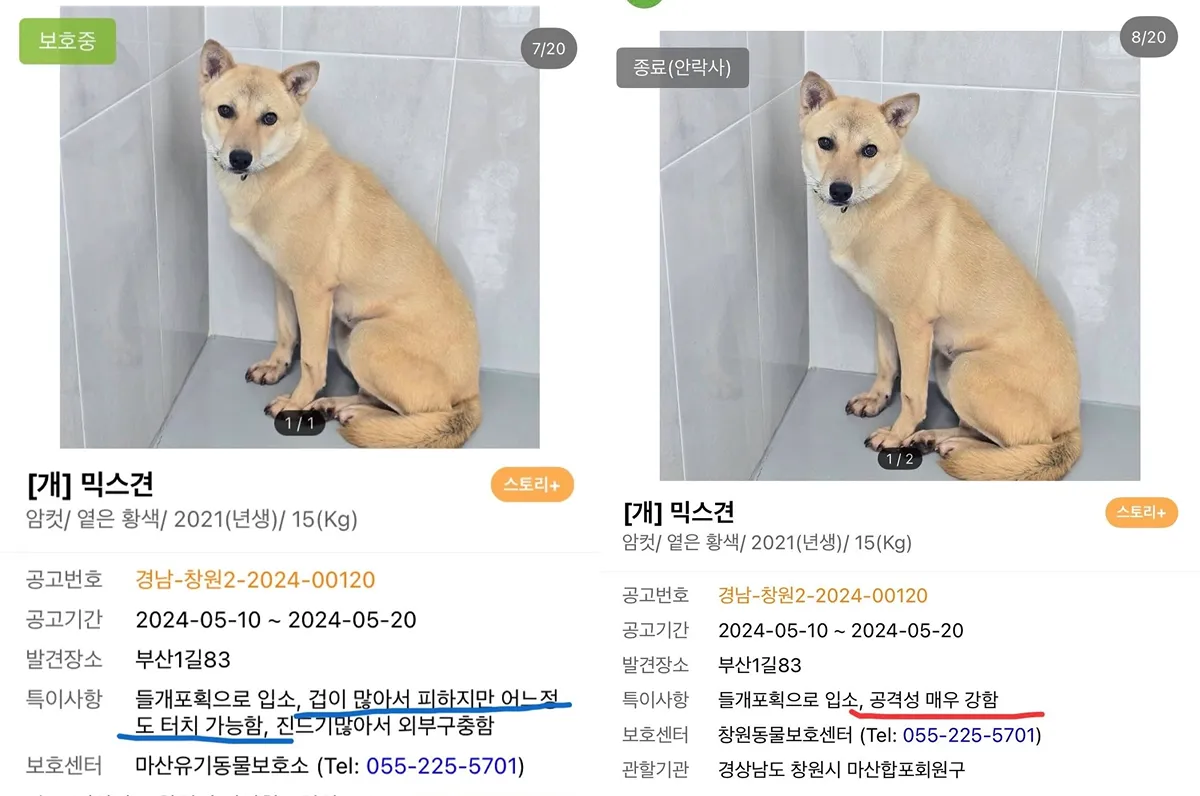 127마리 안락사 시켜버린 창원시보호소6