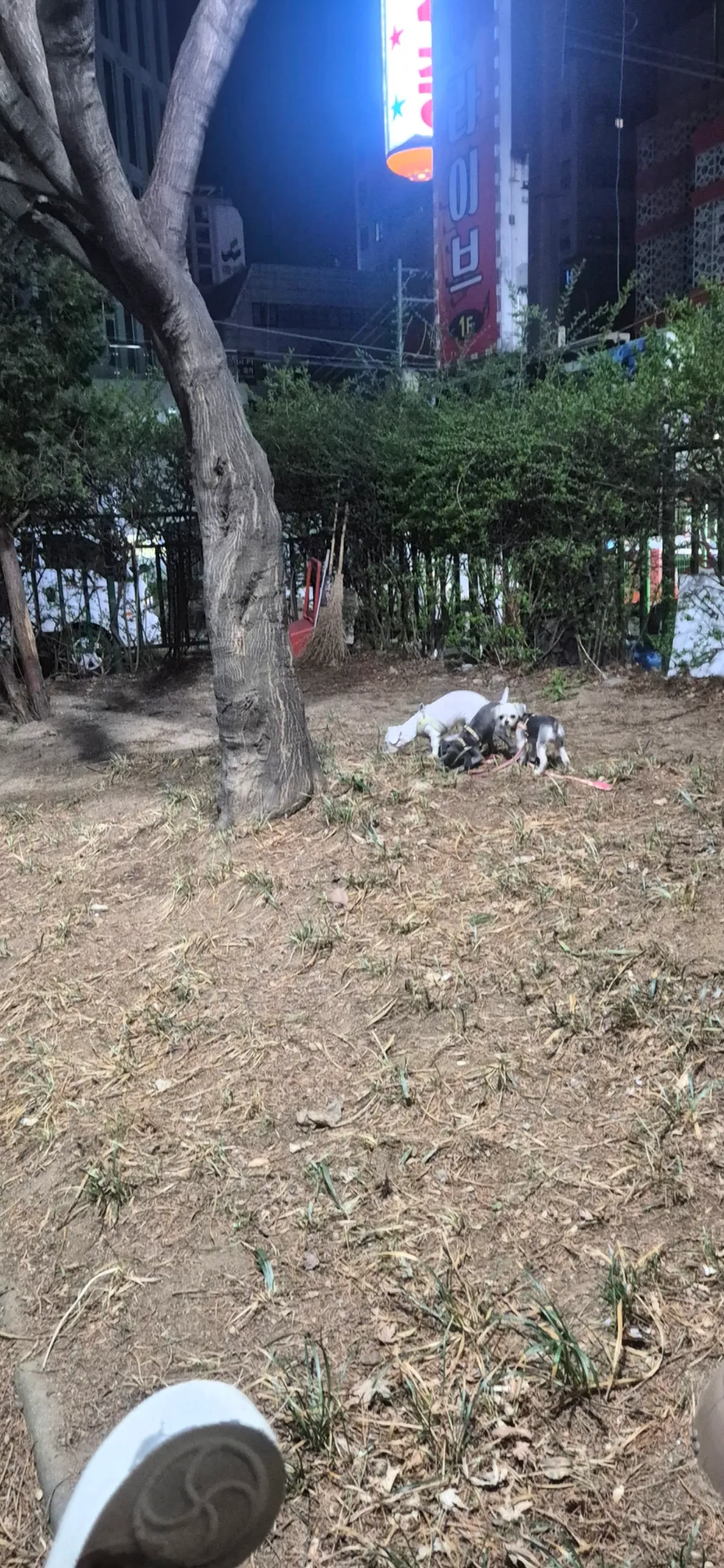 동금 흰 검3