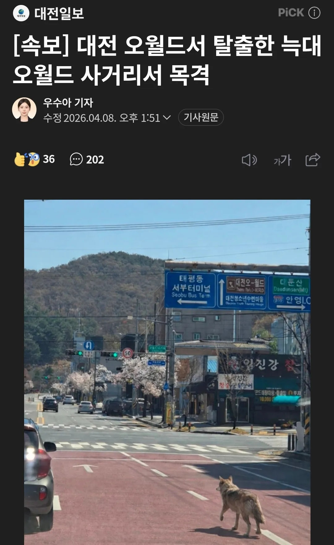 대전언니들 늑대 조심하세요..