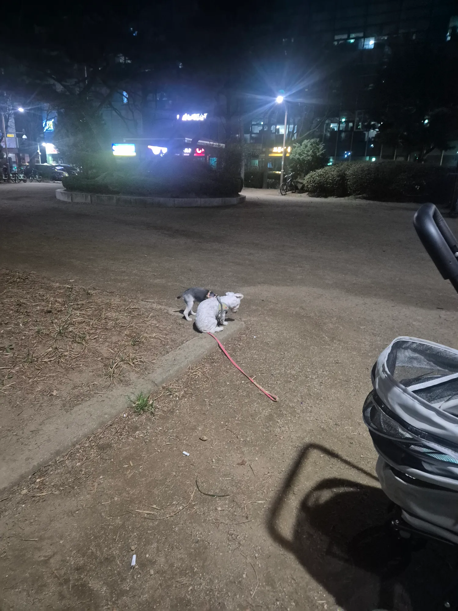 산책 개춥다