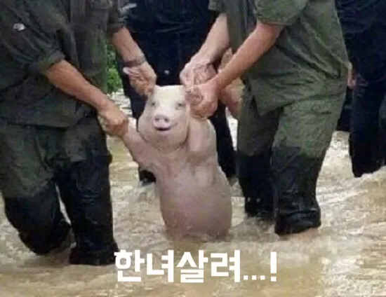 한남평균와꾸 댓글