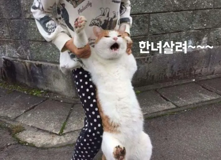 한남평균와꾸 댓글 2
