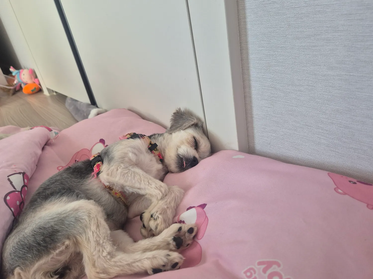 동금이 자꾸 혀가 삐져나옴