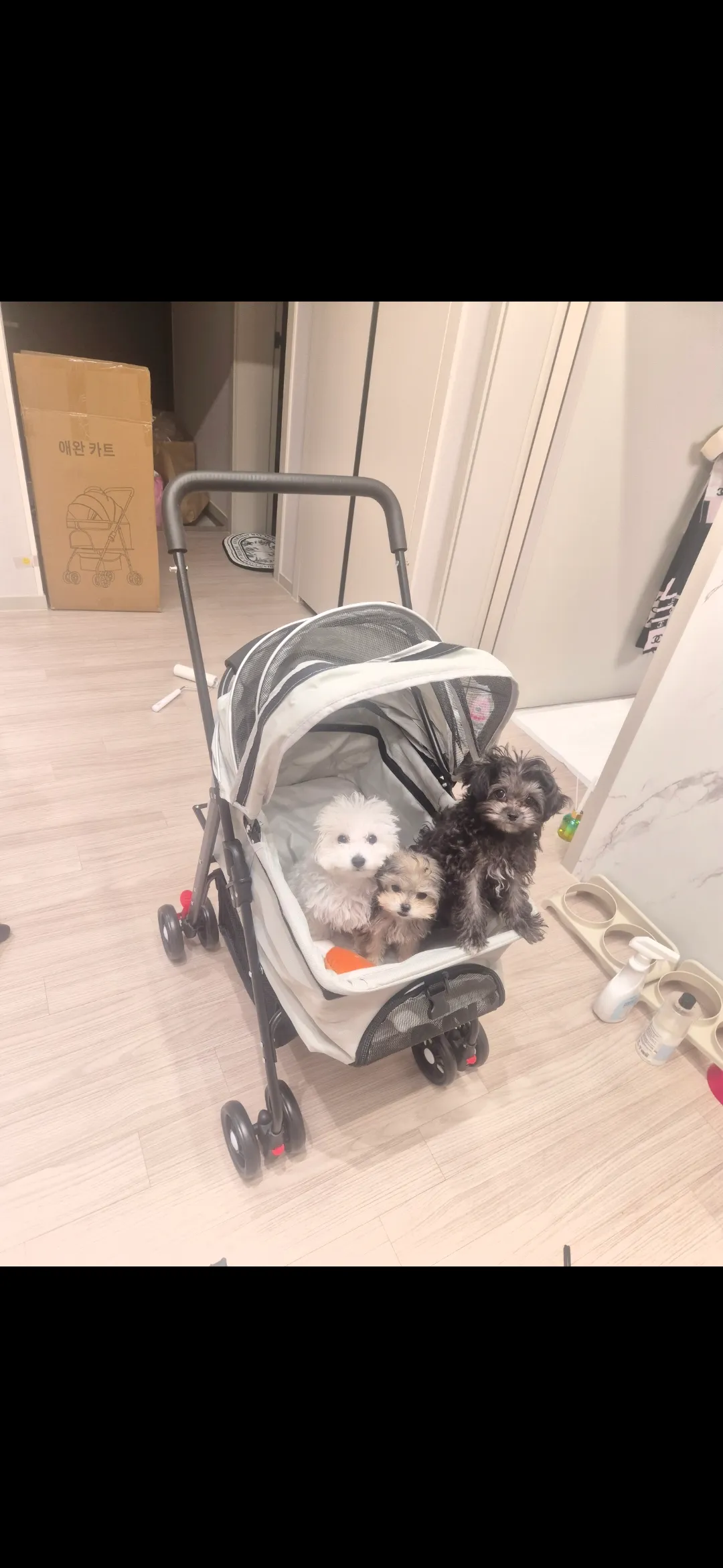 와 3달전만해도 우리 흰동이 검동이 아기였네