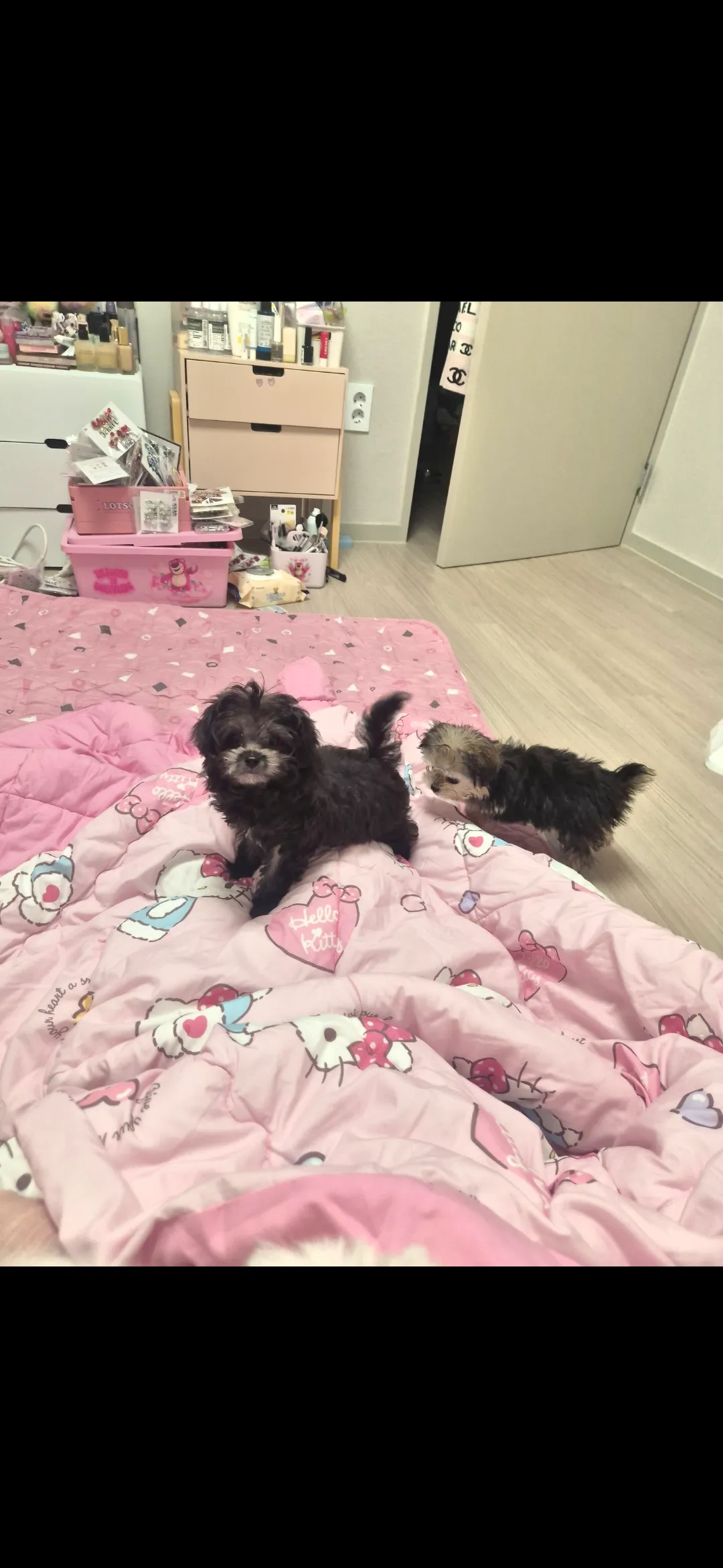 와 3달전만해도 우리 흰동이 검동이 아기였네2