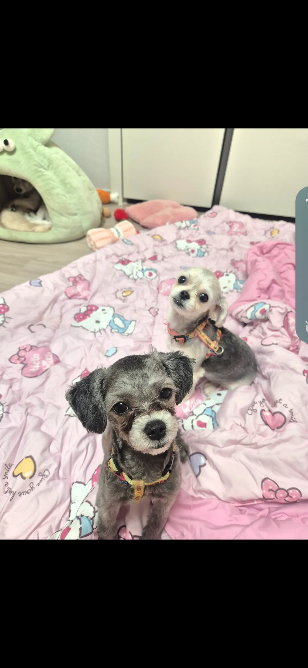 와 3달전만해도 우리 흰동이 검동이 아기였네3