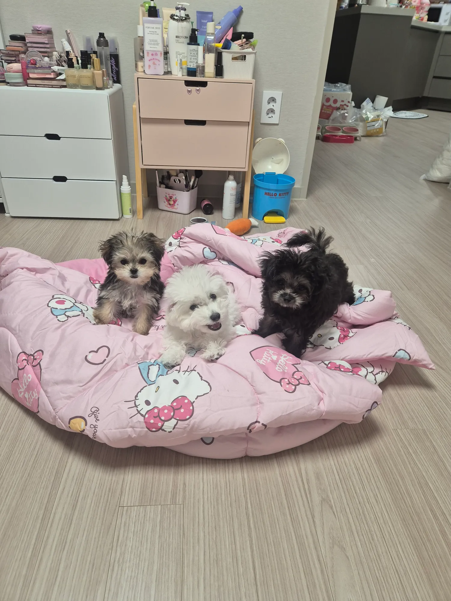 우리검동이 크니까 정말예쁘지6