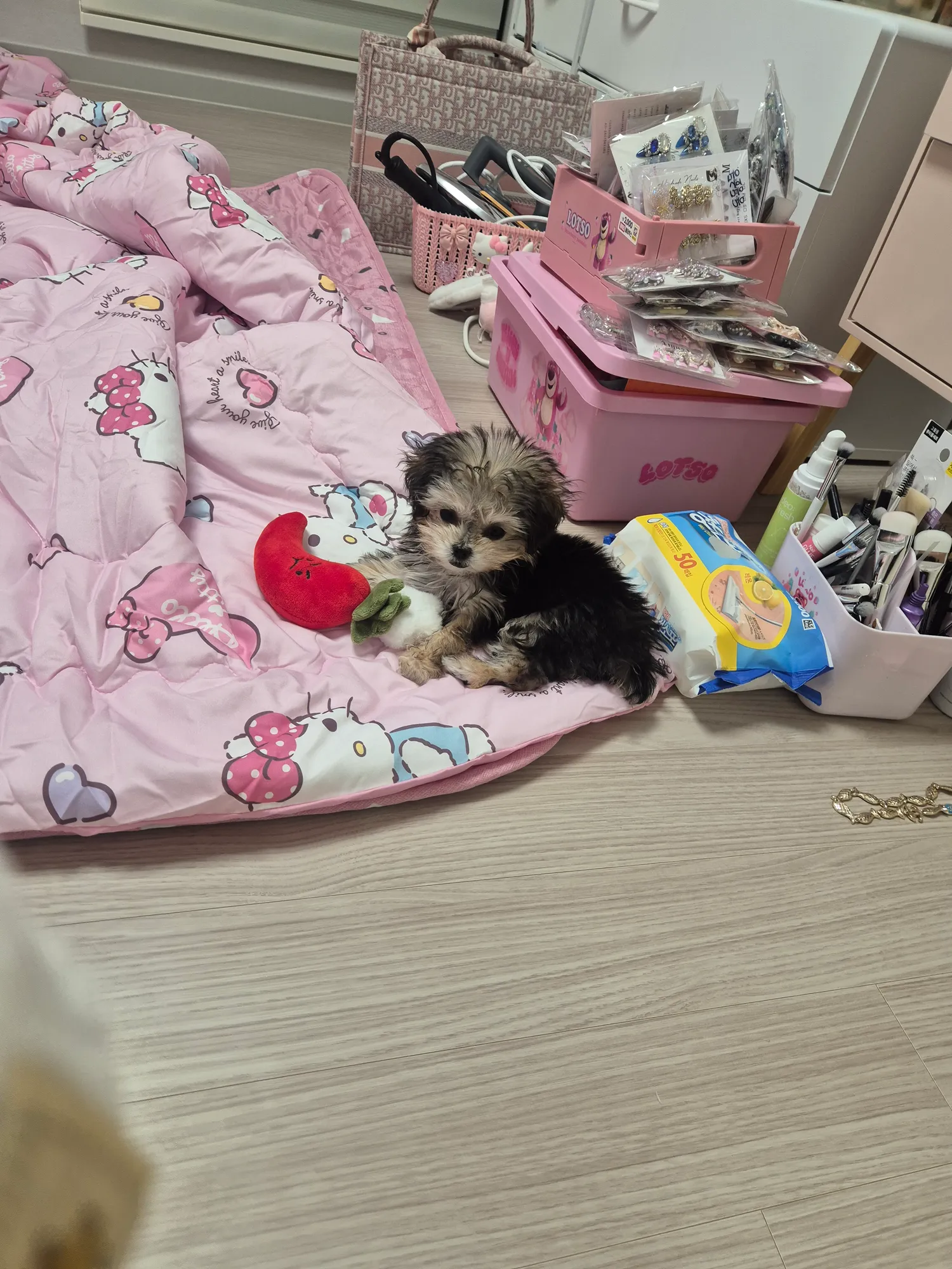 우리 동금이 최애 꼬추인형