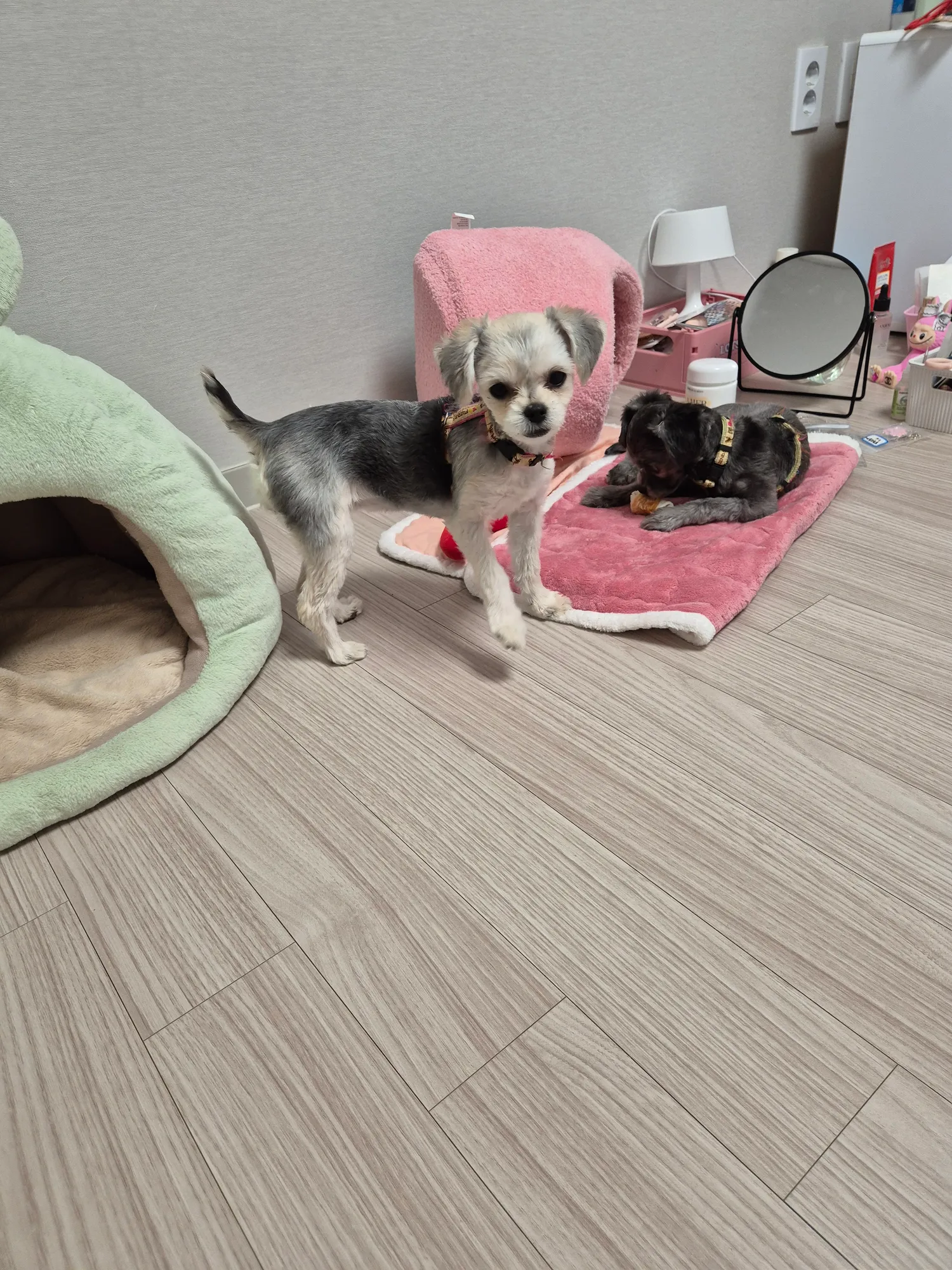 우리 동금이 최애 꼬추인형3