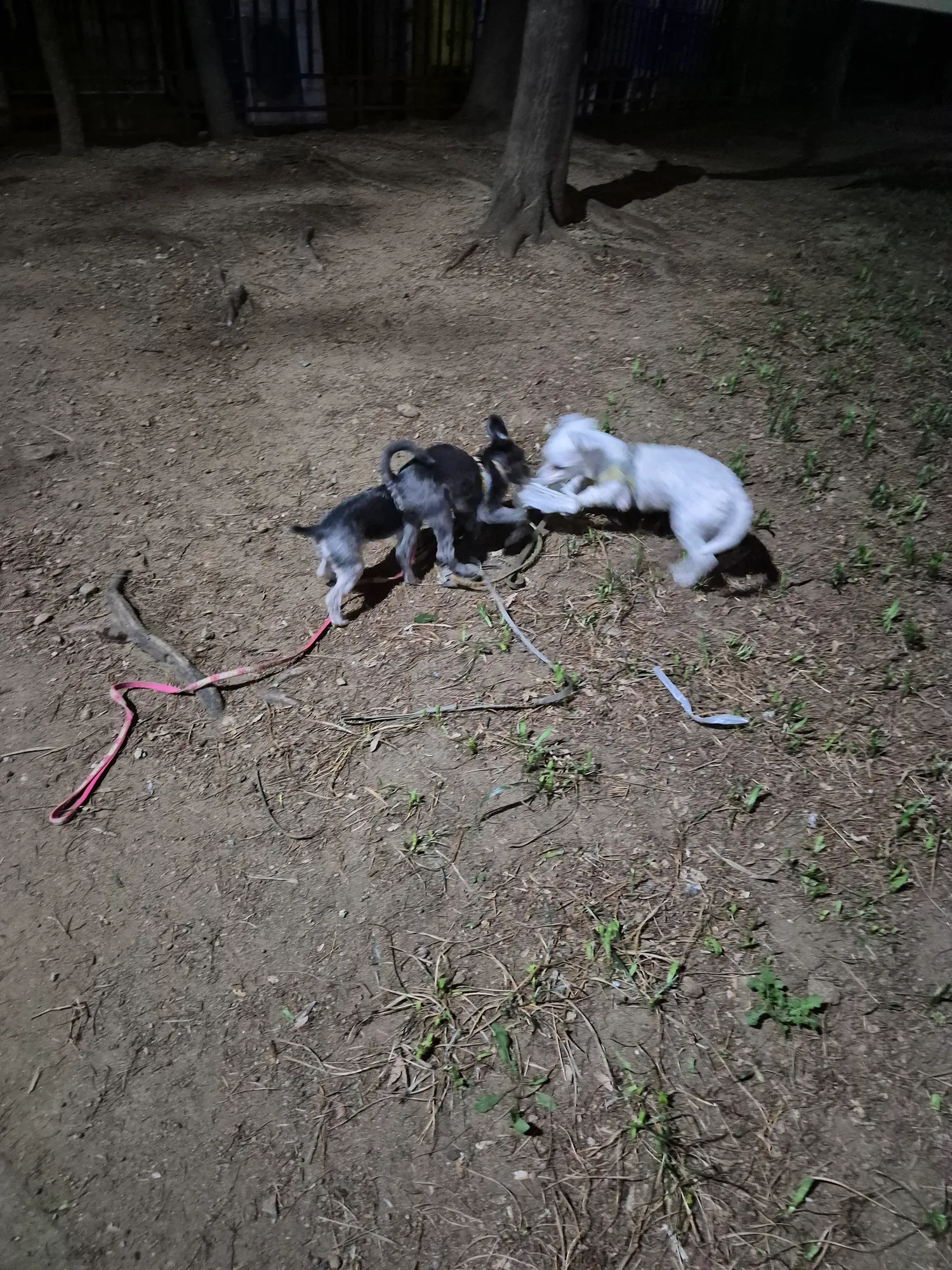 내3남매 산책나옴