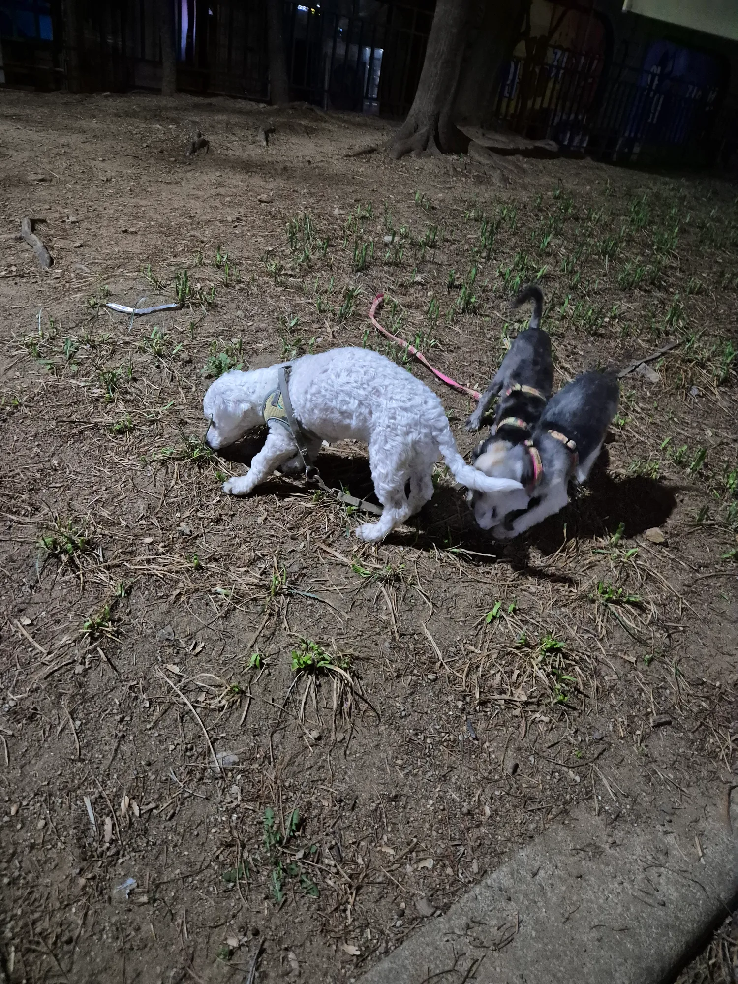 내3남매 산책나옴2