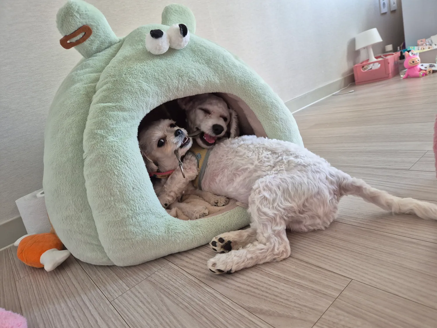 얘들아 연주다 나이제 착하게 살게. 지은죄 참회중3