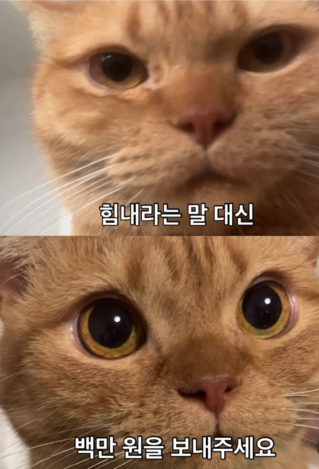 손놈들아...