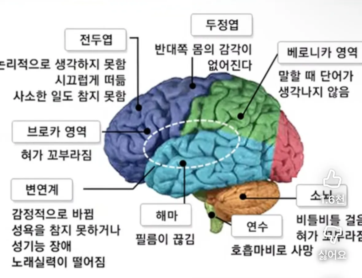 전 해마 사망한 듯요 ㅠㅠㅠㅠ
