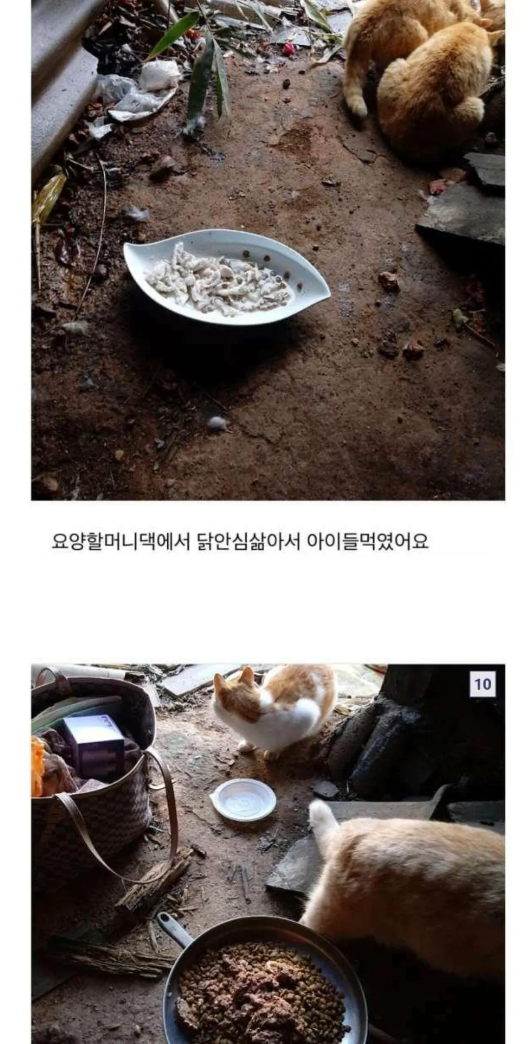 한국에서 캣맘은 정신병자가 맞음