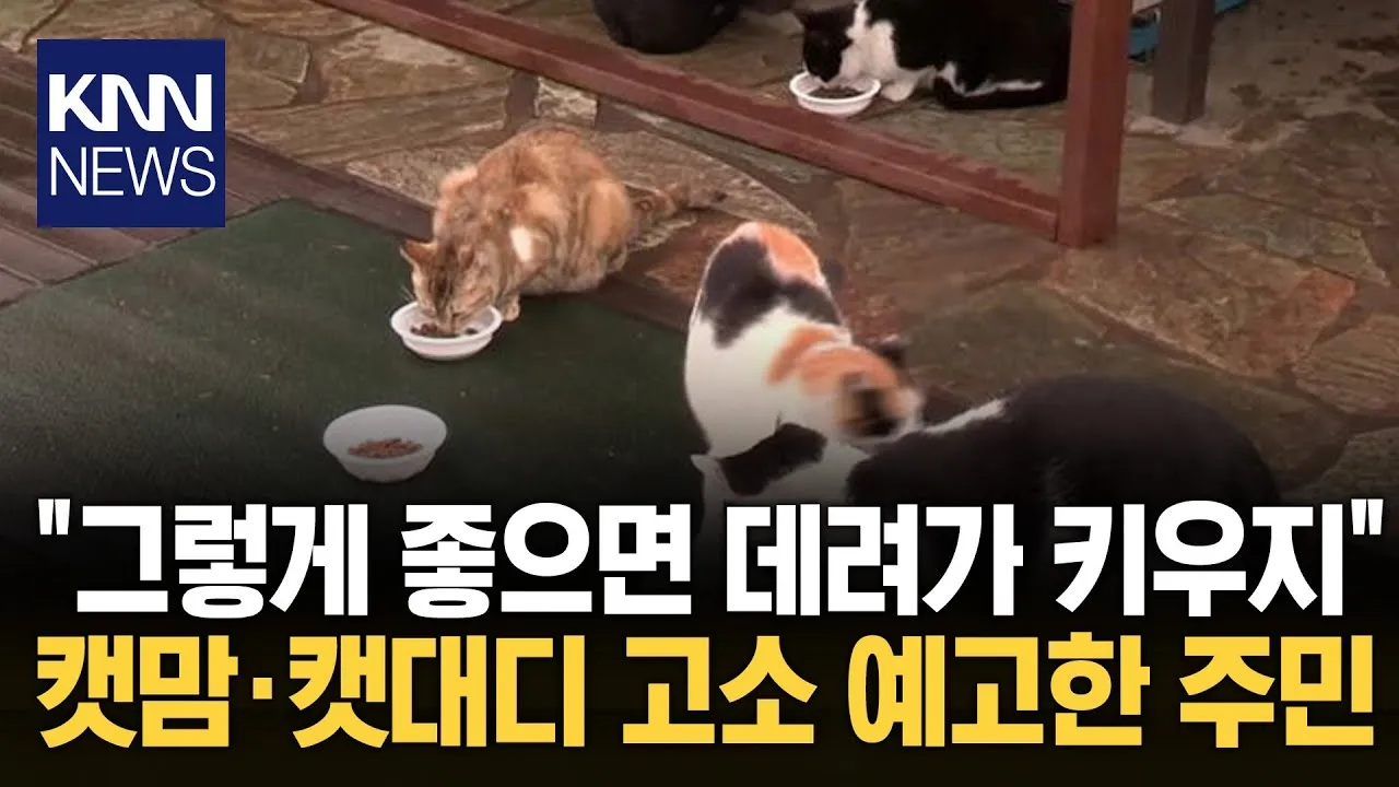 한국에서 캣맘은 정신병자가 맞음4