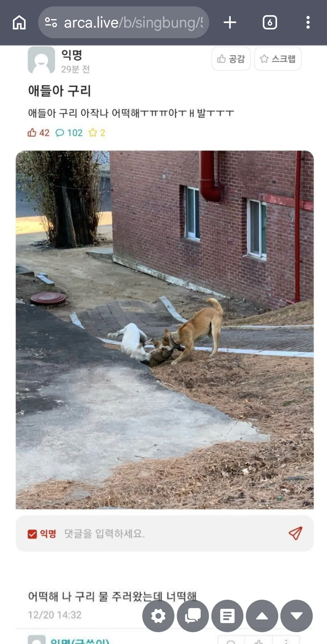 한국에서 캣맘은 정신병자가 맞음5