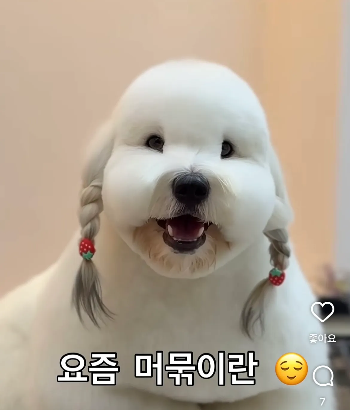 샵에서 드라이 받은 꼬똥이2