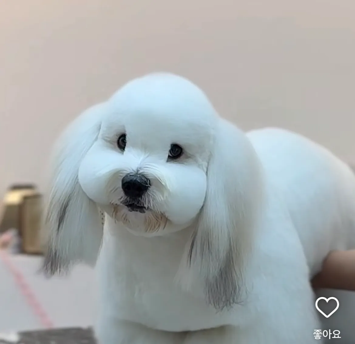 샵에서 드라이 받은 꼬똥이