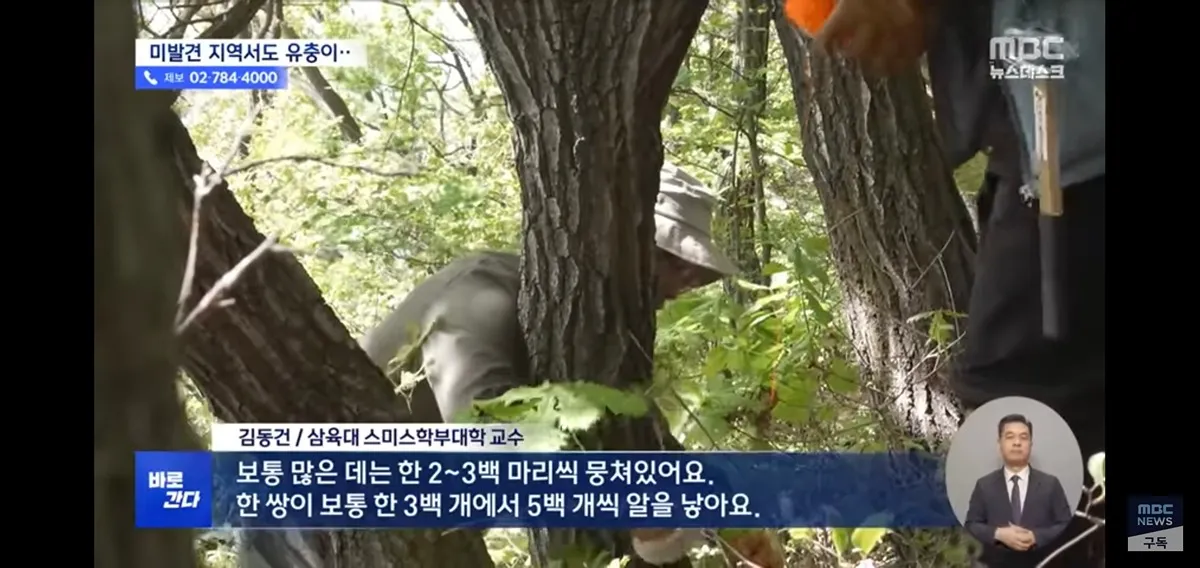 올해 러브버그 벌써 심상치않다네요..2