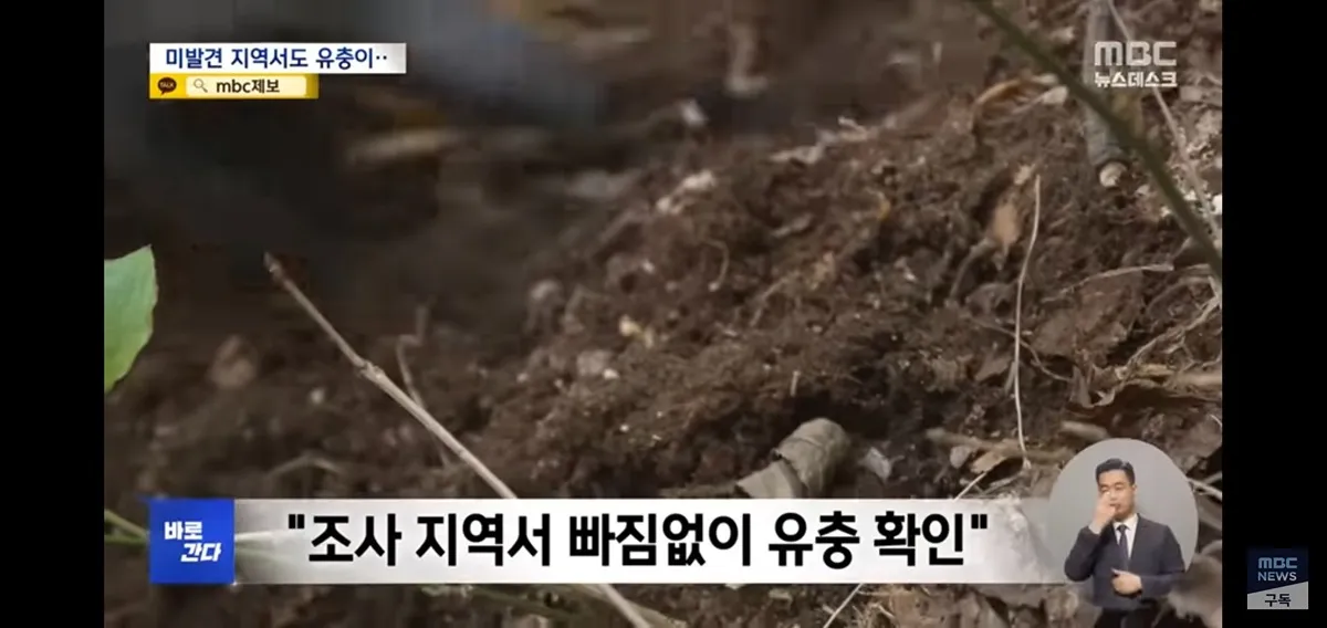 올해 러브버그 벌써 심상치않다네요..3