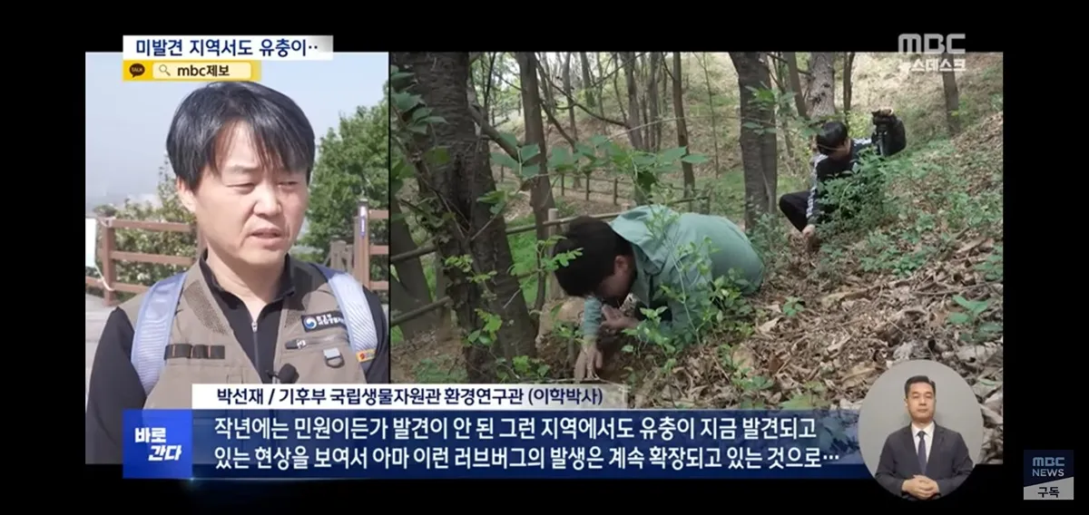 올해 러브버그 벌써 심상치않다네요..4