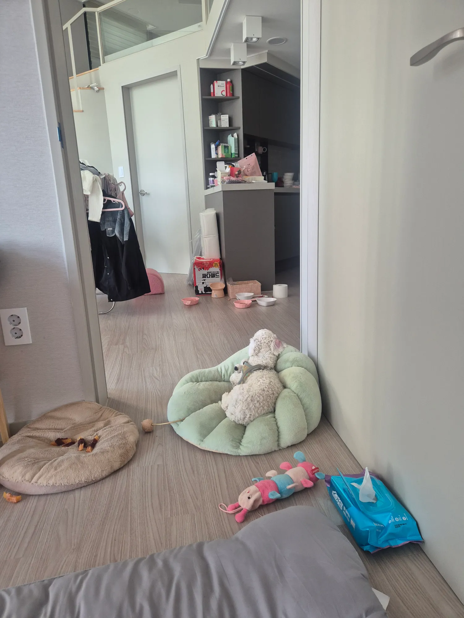 우리 이제 이사간다 흰동 동금 검동