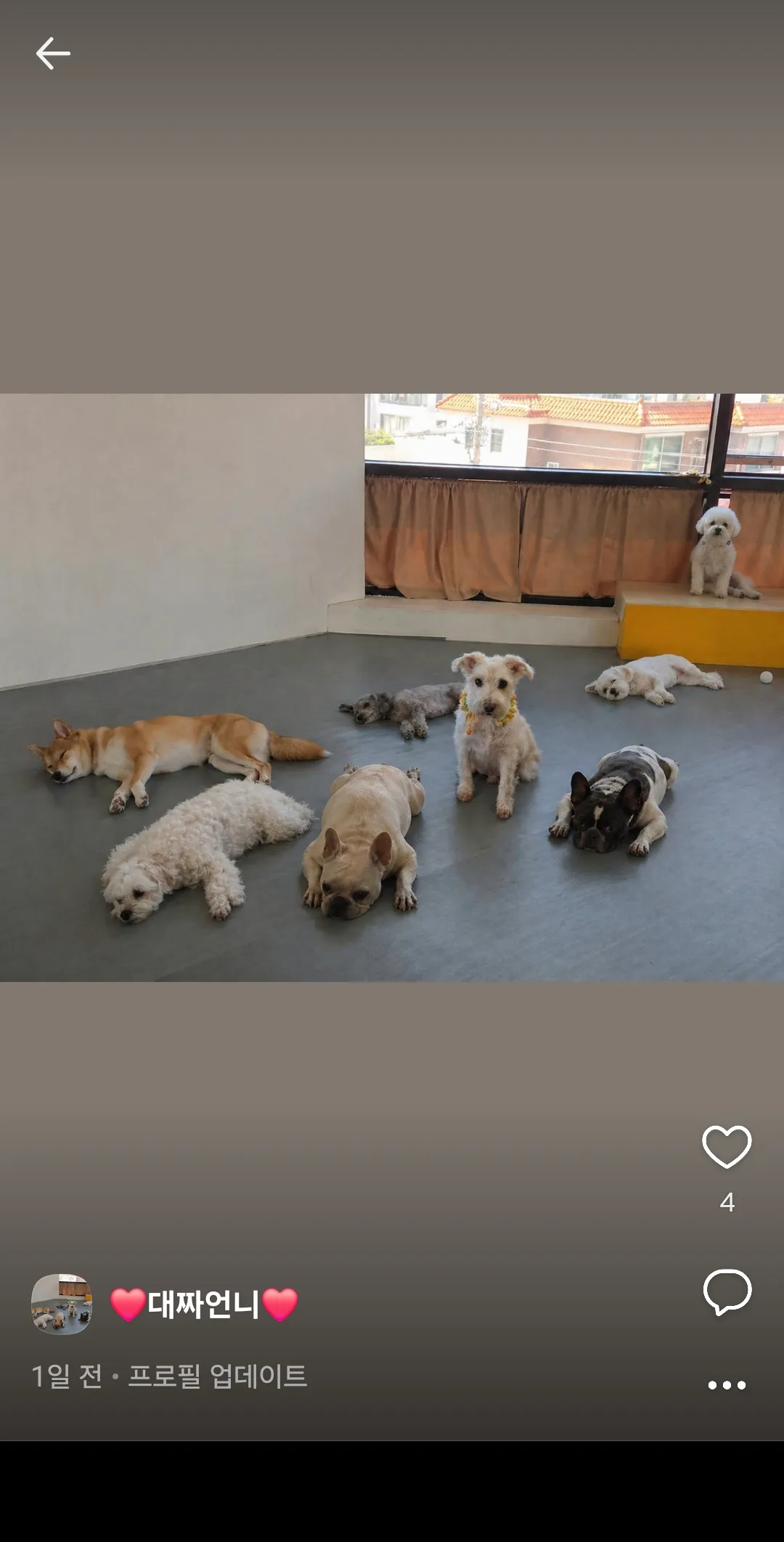 이런곳은 강아지 유치원인가요? 언니들?