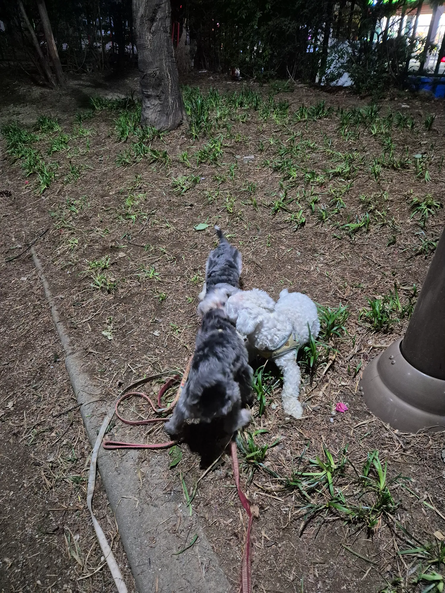 연주 샤넬 스레빠2