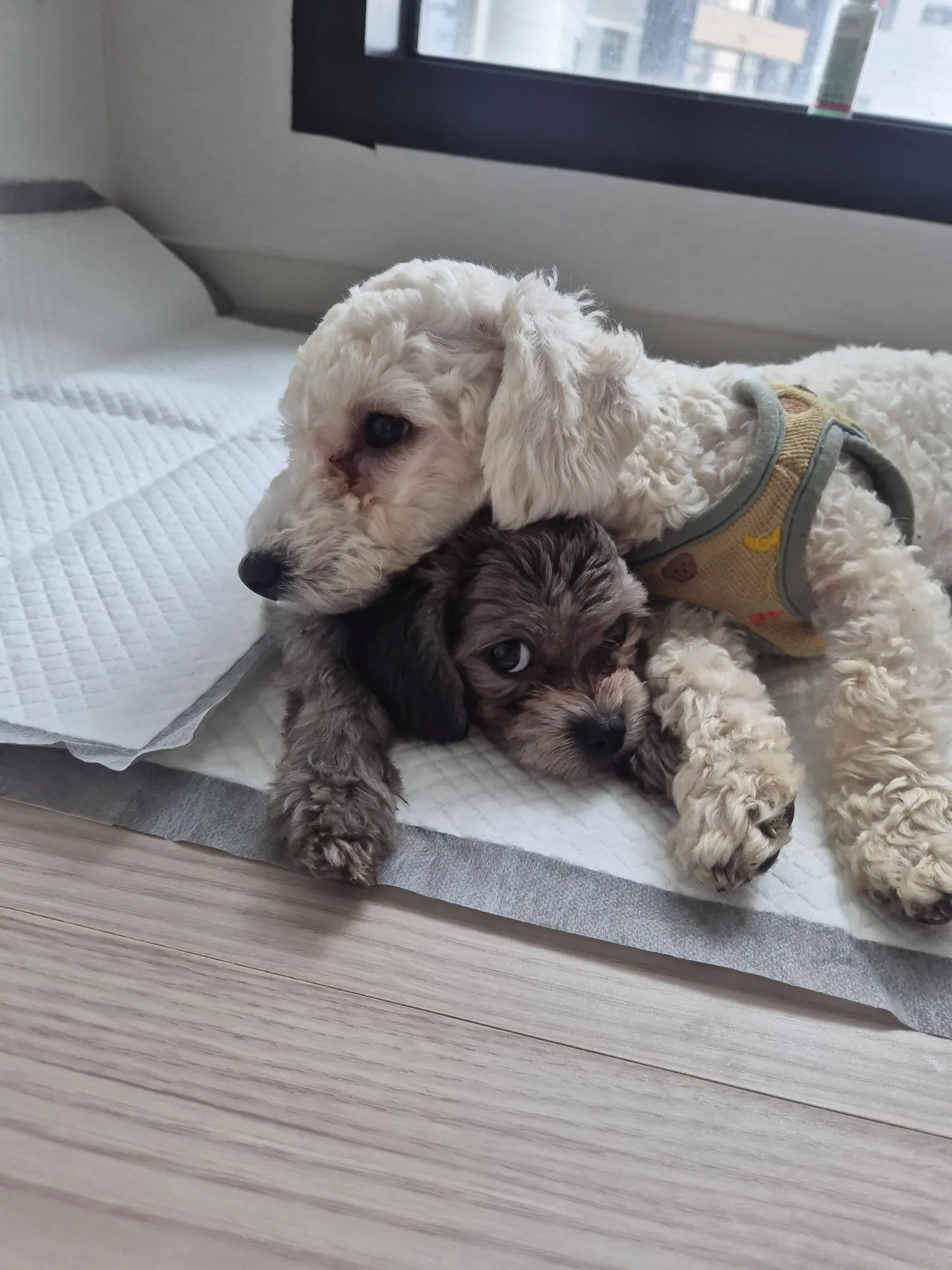 대박 댓글
