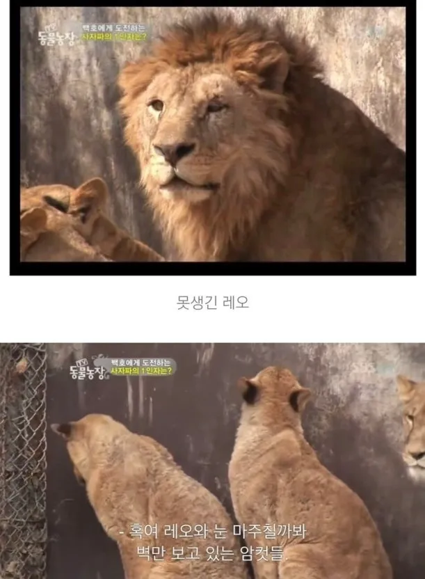 상띠 될려면 머리카락 결관리 필수인듯요 댓글 2