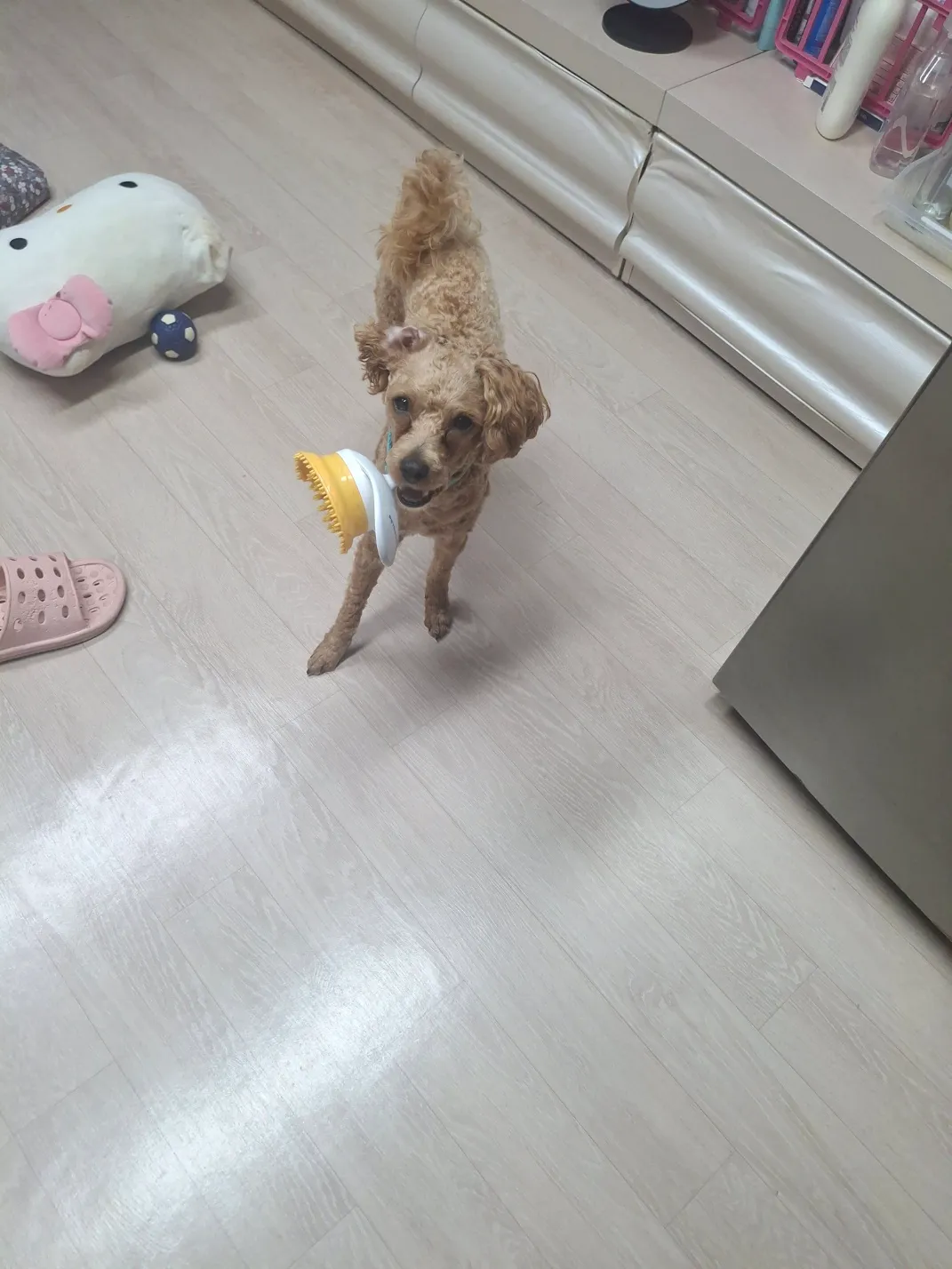 나 연주인데 아빠랑살기로햇는데 금동이가