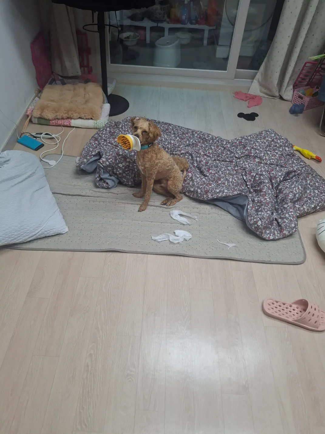 나 연주인데 아빠랑살기로햇는데 금동이가2