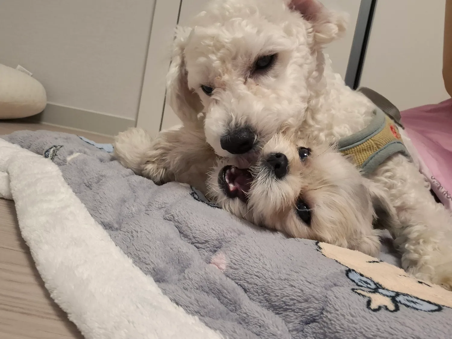 강제추행