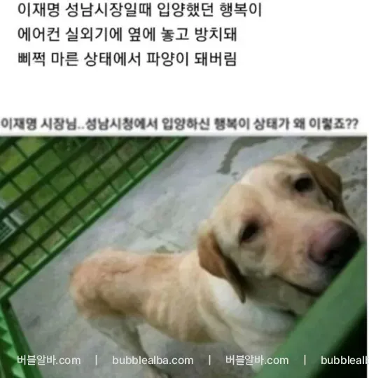 이재명이 쓰다버린강아지 행복이2