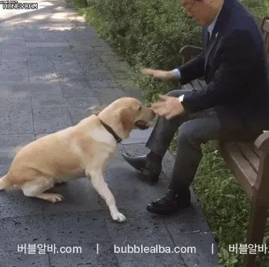 이재명이 쓰다버린강아지 행복이3