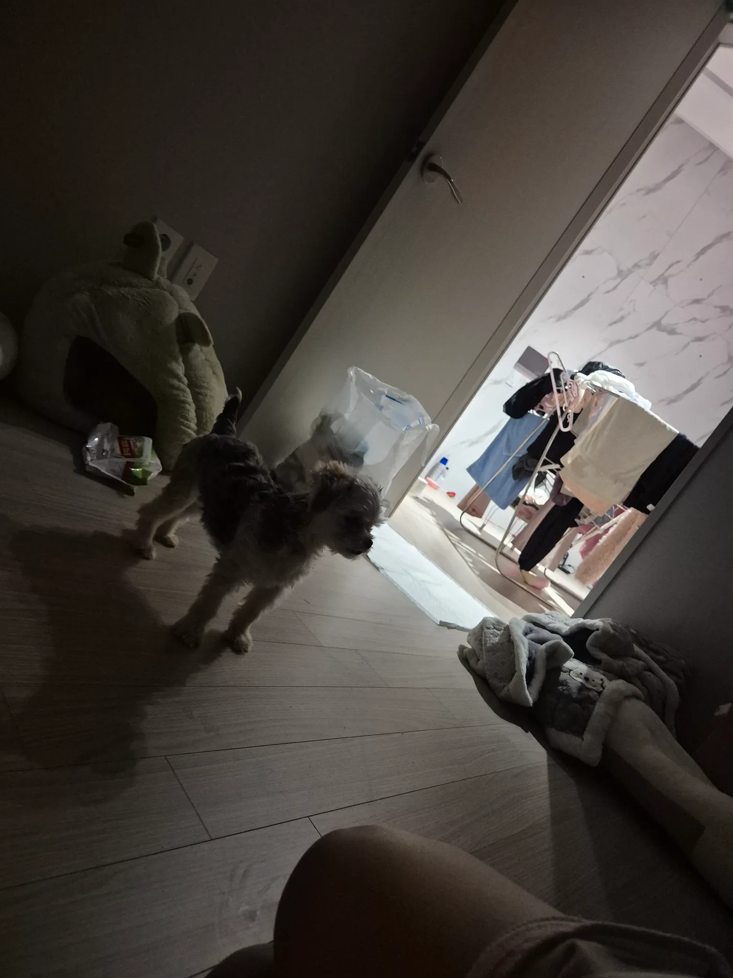 강아지우비 어디서사 댓글