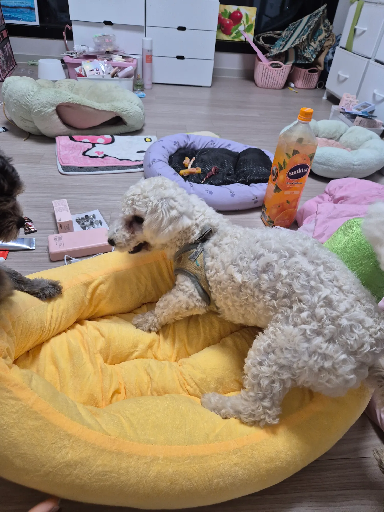 바바나침대 알려준 버블아 고마워ㅠㅠㅠ2